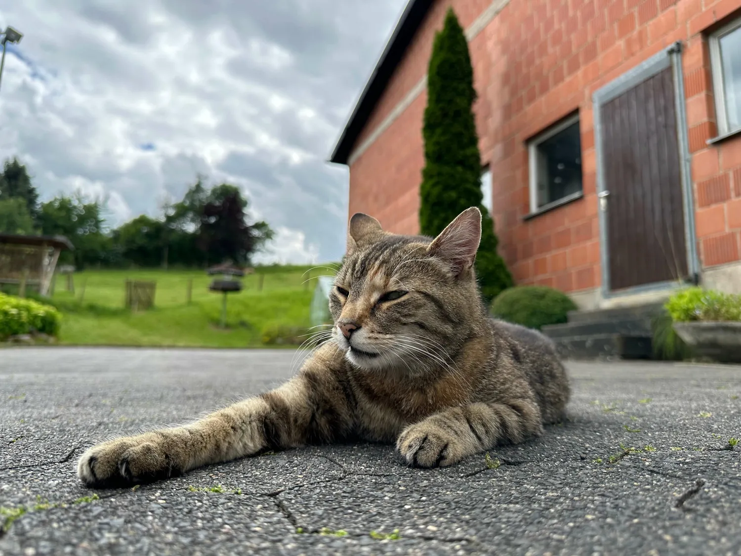 Getigerte Hofkatze liegt entspannt auf dem Hof