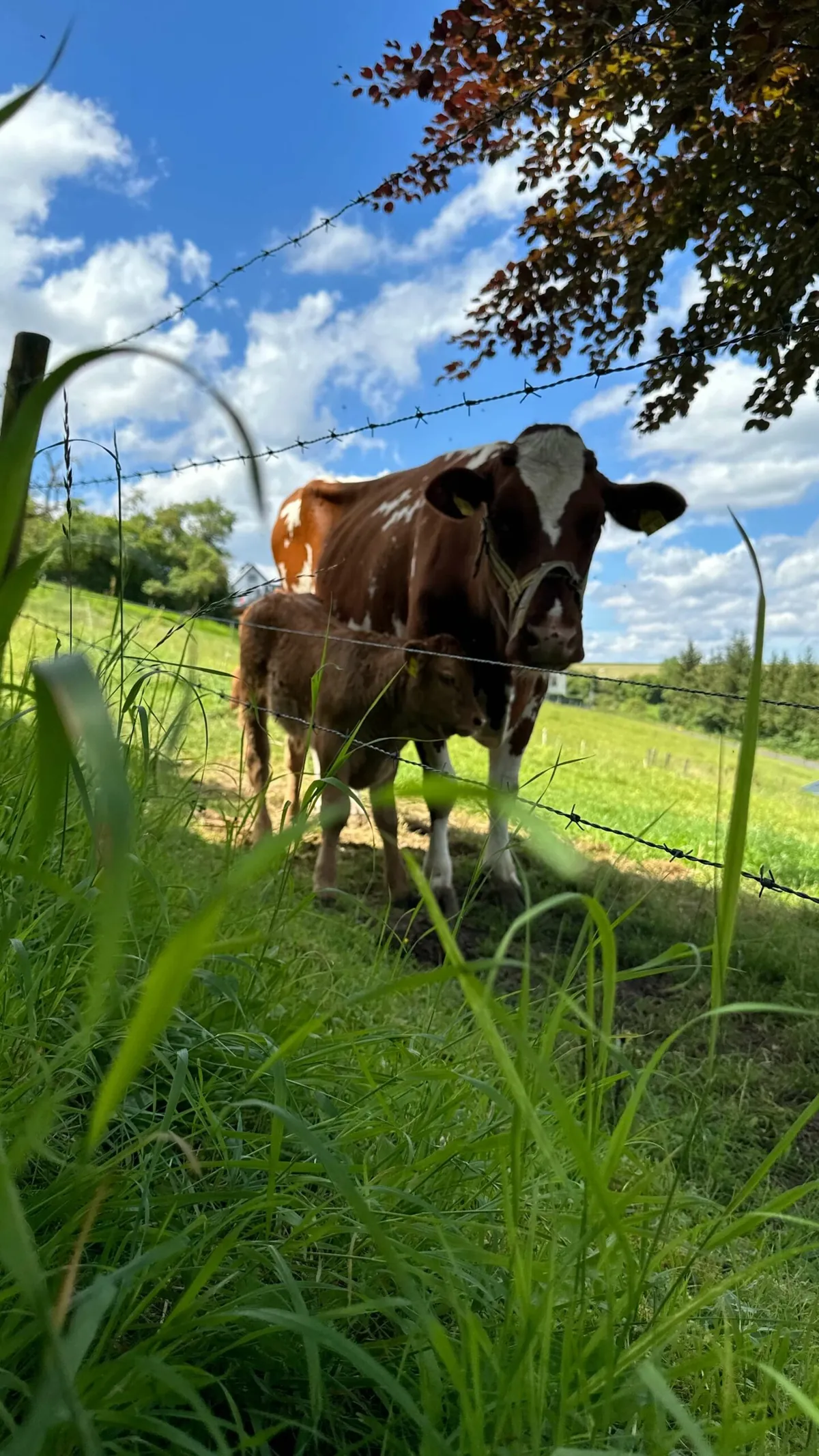 Kuh mit Kalb auf der Weide am Zaun