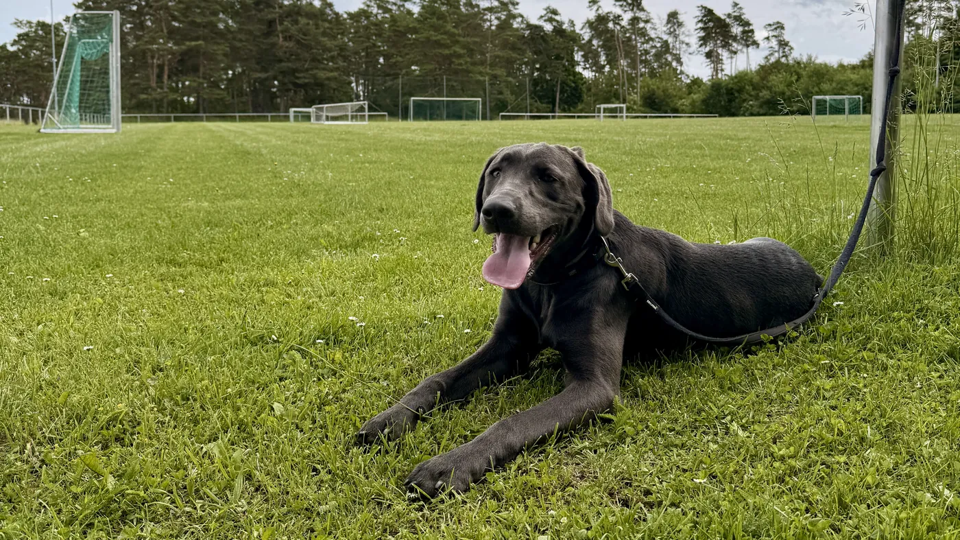 Grauer Wachhund der Viehhandlung Wolf liegt entspannt auf der Wiese